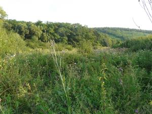 Pohľad na psiarkovú lúku v Kozárovciach so sukcesiou a nedostatkom kosenia